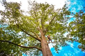 Best Stump Grinding and Removal  in Seguin, TX