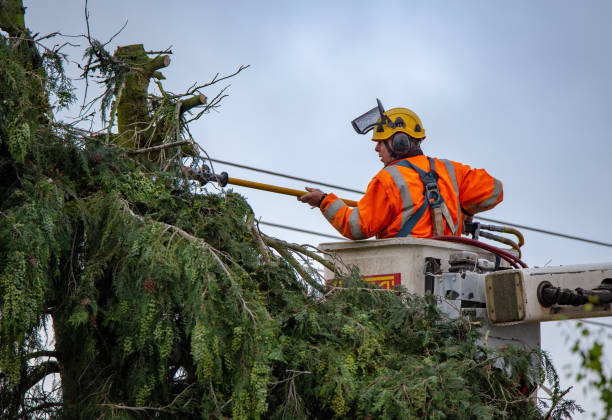 Tree and Shrub Care in Seguin, TX