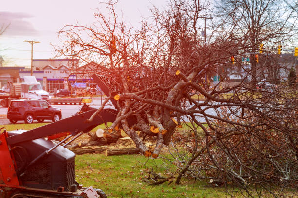 Best Storm Damage Tree Cleanup  in Seguin, TX