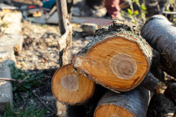 Professional Tree Care in Seguin, TX