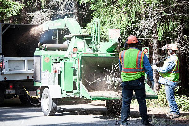 Best Root Management and Removal  in Seguin, TX