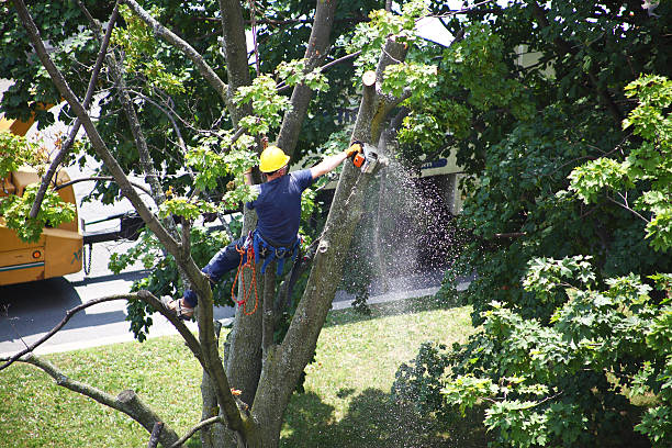 Leaf Removal