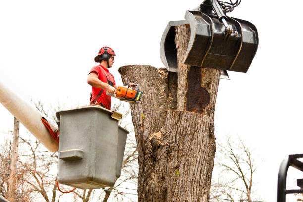 Best Tree Preservation Services  in Seguin, TX