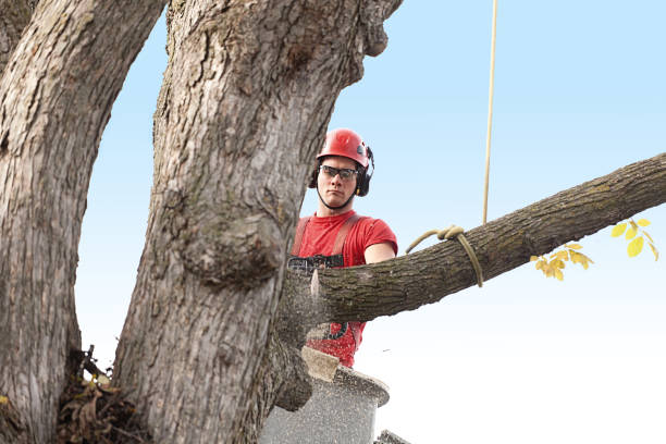 Best Tree Trimming and Pruning  in Seguin, TX